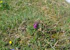 2012-06-18_Marmot_trail