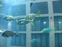 IMG_0347