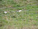 IMG_1174