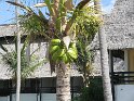 IMG_0009