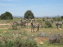 IMG_0066