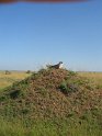 IMG_0135
