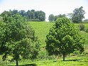 IMG_0250