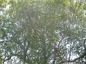 IMG_0267