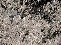 IMG_0274