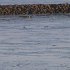 IMG_1007