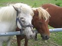 IMG_0363