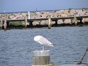 IMG_0418