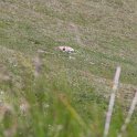 IMG_1468