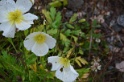 062