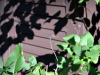 DSC 4730