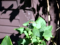 DSC 4733