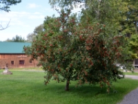 DSC 5387