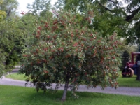 DSC 5388