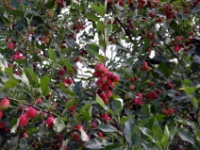 DSC 5390