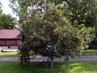 DSC 5391