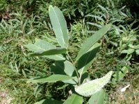 CIMG2908
