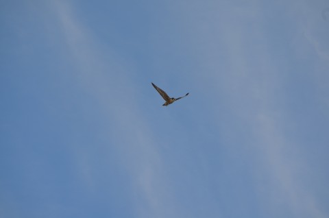 DSC_2214