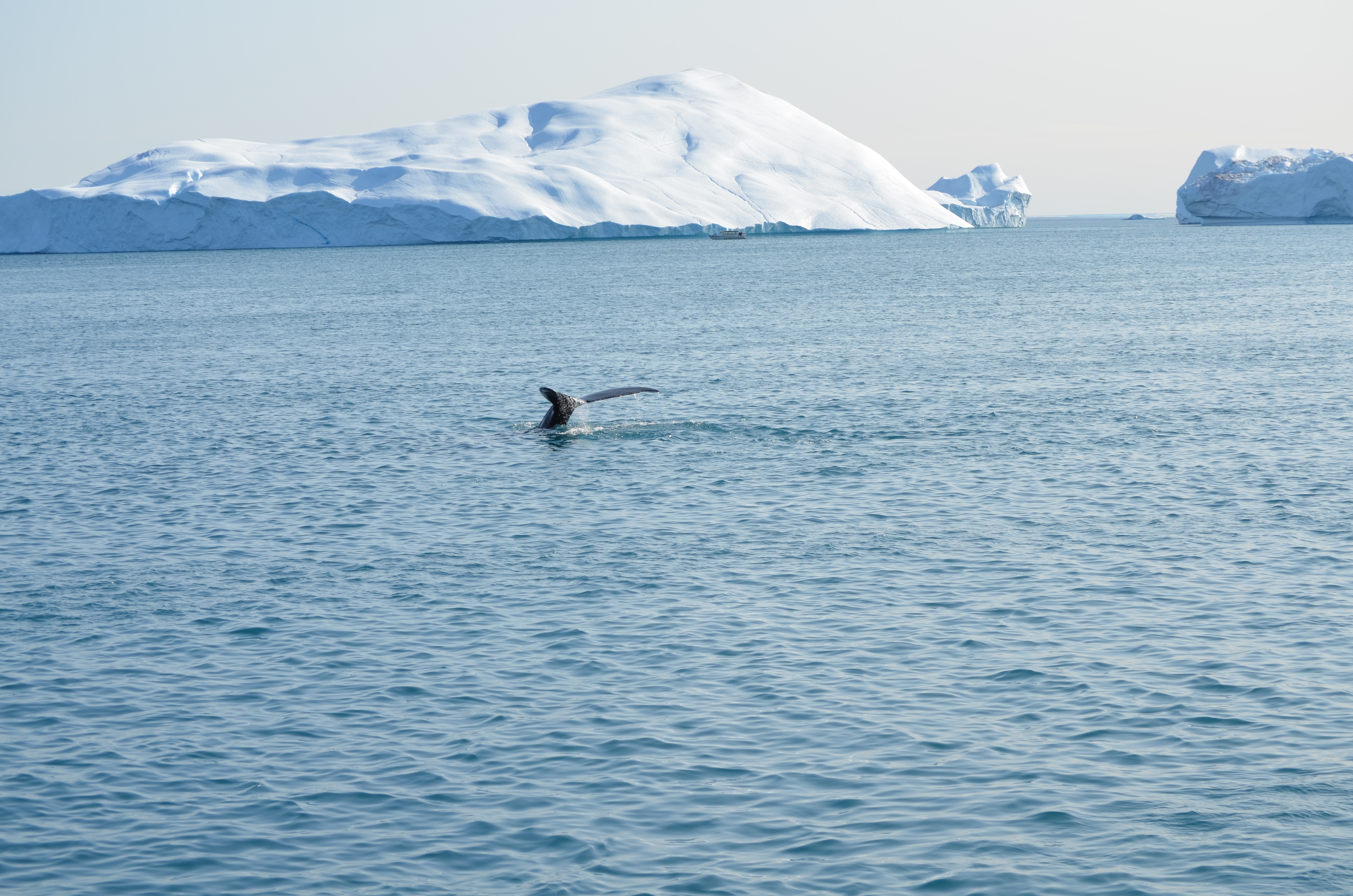 Greenland 2019