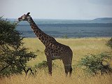 Kenia