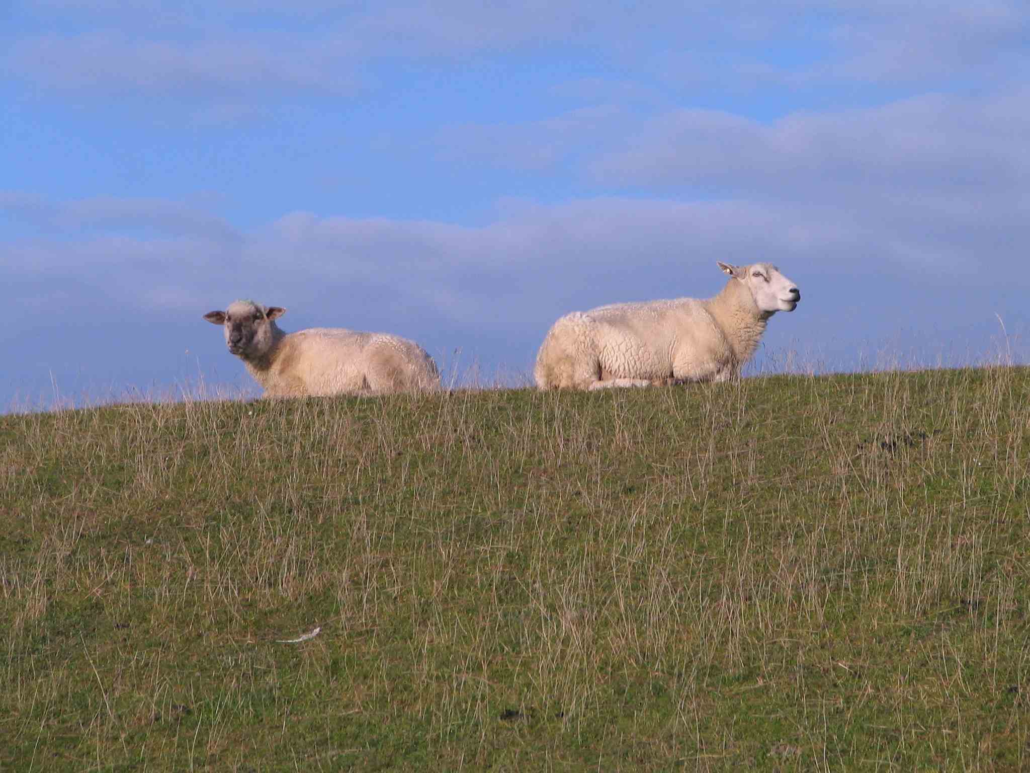 Nordstrand 2010